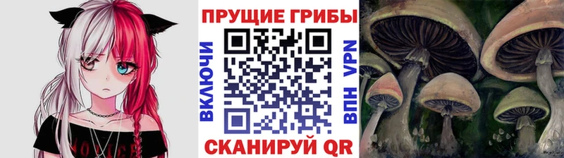 Галлюциногенные грибы Cubensis Пласт